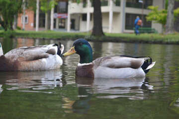 Obraz premium ducks swimming in a lagoon in spring
