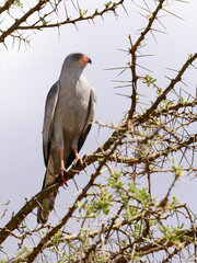 Dark Chanting-Goshawk portrait on tree branch against sky