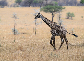 Masai Giraffe  in the great plains of Serengeti ,Tanzania, Africa