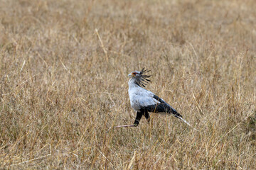 Secretary bird walking in the great plains of Serengeti ,Tanzania, Africa