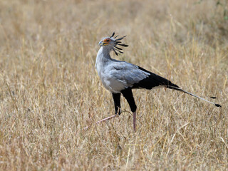 Obraz na płótnie Canvas Secretary bird walking in the great plains of Serengeti ,Tanzania, Africa