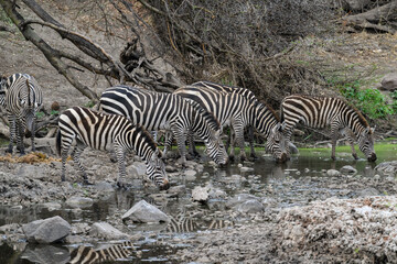 Fototapeta na wymiar Plain Zebras with reflection drinking water in the great plains of Serengeti ,Tanzania, Africa