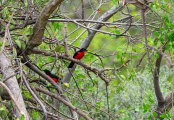 Black-headed Gonolek on tree branch