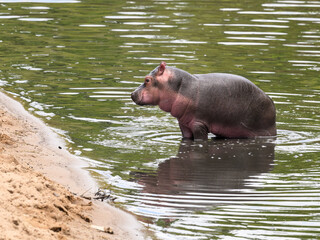 Hippo calf  standing in the water at Serengeti National park, Tanzania