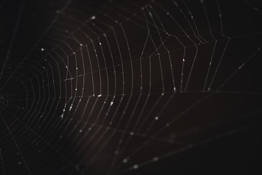 Spinnennetz mit Morgentau