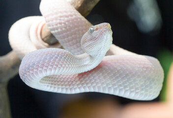 Mangrove pit viper (Trimeresurus purpureomaculatus).Manggrove Pit Viper snake closeup head, animal...