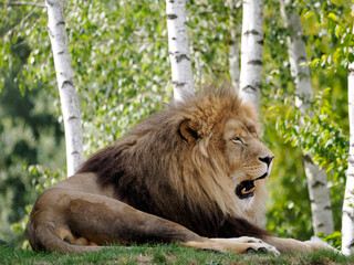 Portrait de lion (Panthera leo) allongé sur l'herbe et vu de profil avec la bouche ouverte sur fond de troncs d'arbres 