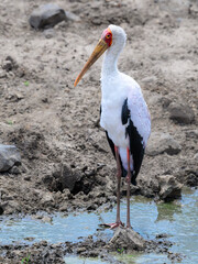 Yellow-billed Stork closeup portrait, Serengeti, Tanzania