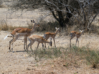 Impala mother and her calves in the great plains of Serengeti ,Tanzania, Africa