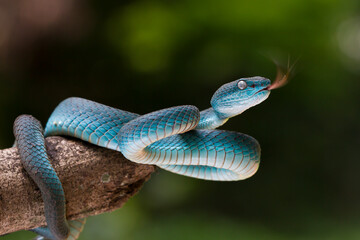 Blue viper snake on branch, viper snake, blue insularis, Trimeresurus Insularis, Indonesian viper...