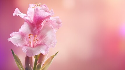 Naklejka na ściany i meble a pink flower is in a vase on a pink background. generative ai