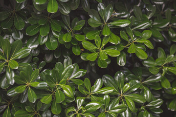 Obraz premium natural green leaf for nature background. Shrub tree.Natural background.Green tree. boxwood shrub, evergreen plant, close-up. Tropical plant. Greenery background.