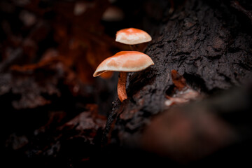 Pilze im Wald