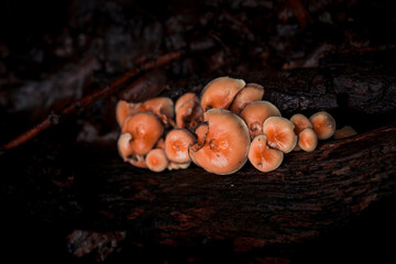 Pilze im Wald