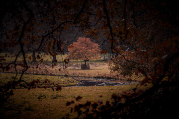 Herbstlandschaft mit Baum und Bach umrahmt von Ästen