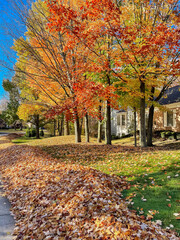 Beautiful fall foliage maple trees and large pile at front yard ready for curbside collection pickup service in Rochester, Upstate New York, USA, leaf removal cleanup for homeowners © trongnguyen