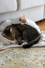 Two cute domesticated cats sleeping
