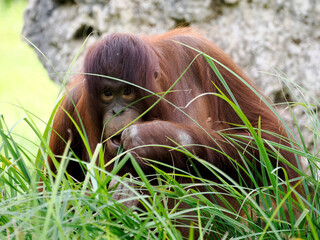 Closeup orangutan (Pongo pygmaeus) in tall grass and seen from front