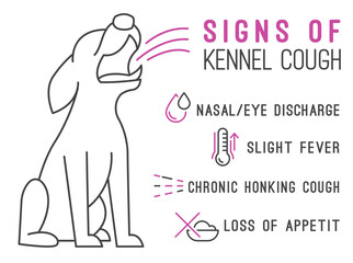 Possible signs of kennel cough. Canine infectious tracheobronchitis.