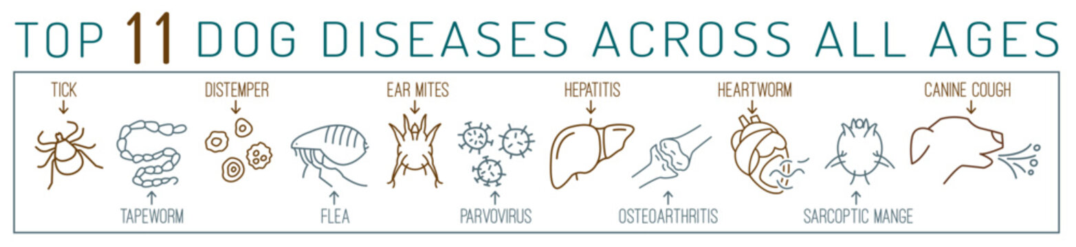 Common canine diseases. Informative infographics. Vector illustration