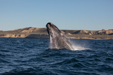 Ballena saltando