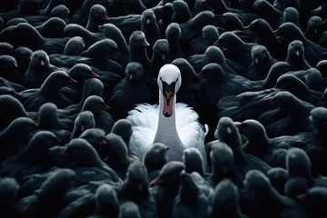 Fototapete Rund White swan among black ones © Goffkein