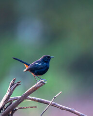 indian robin
