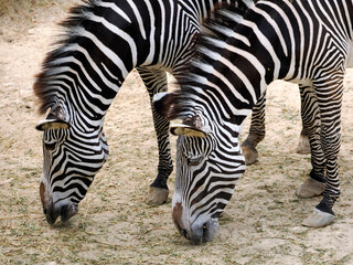 Fototapeta na wymiar Closeup of two Grevy zebras or imperial zebra (Equus grevyi) eating on ground