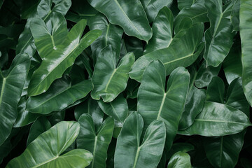 Tropical green leaves background, nature and environment concept design.