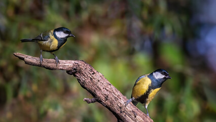 Great tits