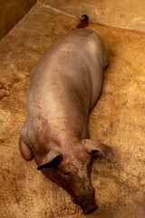Chiqueiro de porcos com porco adulto e leitões filhotes. 