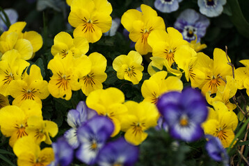 Sweet little flowers in the garden - 671064684