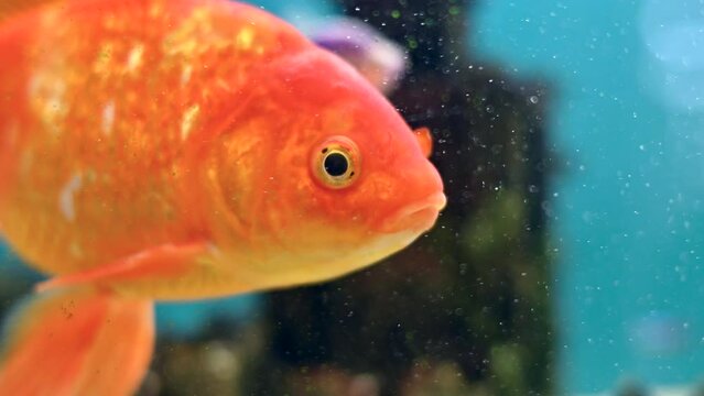 Close view of a golden fish swimming in a aquarium