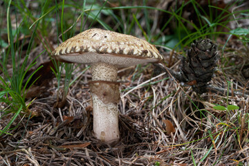 Edible mushroom Suillus viscidus in the grass and needles. Known as Sticky Bolete. Wild beige mushroom under larch tree.