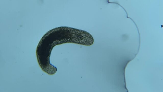 Microscopic Marvels: Flatworm in Motion Under the Microscope
