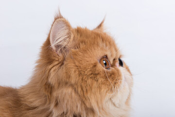 Persian Exotic Longhair cat