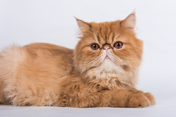 Persian Exotic Longhair cat