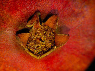 inflorescence of red pomegranate fruit