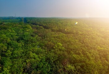 Obraz premium Drone view of tropical green forest in asia. Aerial view of rubber plantation 