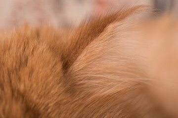 Persian Exotic Longhair cat