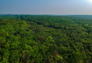 Fototapeta na wymiar Drone view of tropical green forest in asia. Aerial view of rubber plantation 