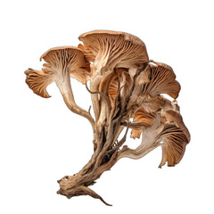 Obraz premium Dried Trumpet of the dead mushroom isolated
