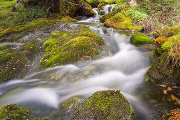 Naklejka na ściany i meble The vibrant ecosystem of a stream, where algae thrive and moss carpets the rocks