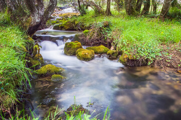 A crystal-clear creek winds its way through the landscape. The diverse plant life, including moss-covered rocks
