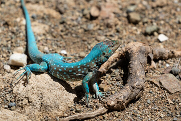 Naklejka na ściany i meble Aruba Whiptail Lizard, blue scales, standing on rocks and sand. 