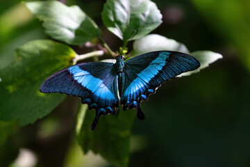 Banded peacok butterfly (Anartia fatima). Resting on green leaves, wings open. Black wth blue stripes. On the island of Aruba. 
