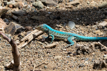 Aruba Whiptail Lizard, blue scales, standing on rocks and sand. 
