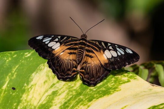 Asian Clipper butterfly (Parthenos sylvia), resting on leaf. Wings open, orange and black with white spots. On the Island of Aruba. 
