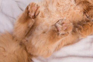 Persian Exotic Longhair cat