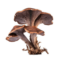 Dried Caesars mushroom isolated